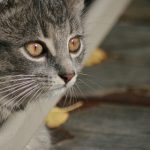 txvlog app:轻松记录生活点滴,分享精彩瞬间的最佳选择 mgtxodopx