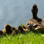 探索叽哩叽哩模拟器:打造你的虚拟世界 woxvf41v